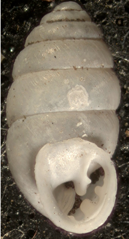 VA_LandSnails